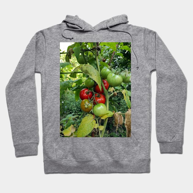 Red tomatoes are waiting for harvest Hoodie by Gourmetkater